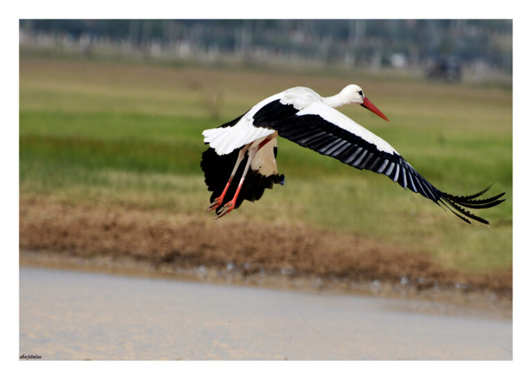 White Stork Spirit Animal Meaning: Symbolism, Totem & Signs