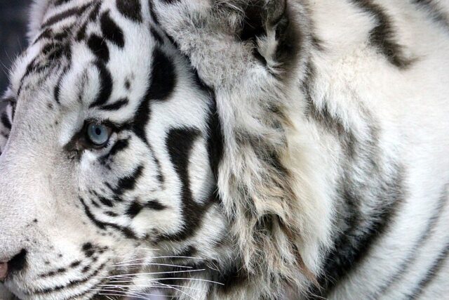 White tiger illustrating white tiger spiritual meaning and symbolism