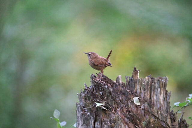 Wren Spirit Animal Meaning: Eurasian wren symbolizing resilience, resourcefulness and joyful expression