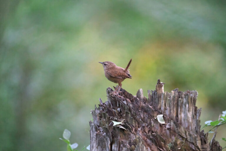 Wren Spirit Animal Meaning: Symbolism, Totem & Signs