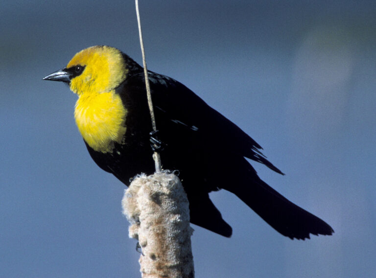 Yellow-headed Blackbird Spirit Animal Meaning: Symbolism, Totem & Signs