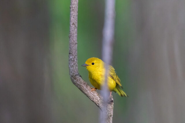 Yellow Warbler Spirit Animal Meaning: yellow warbler symbolizing joy, communication and renewal