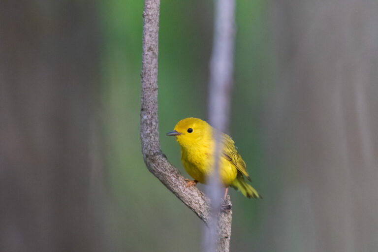 Yellow Warbler Spirit Animal Meaning: Symbolism, Totem & Signs