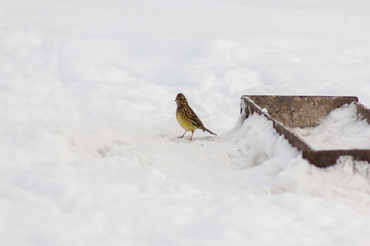 Yellowhammer Spirit Animal Meaning: yellowhammer symbolizing optimism, visibility and expression