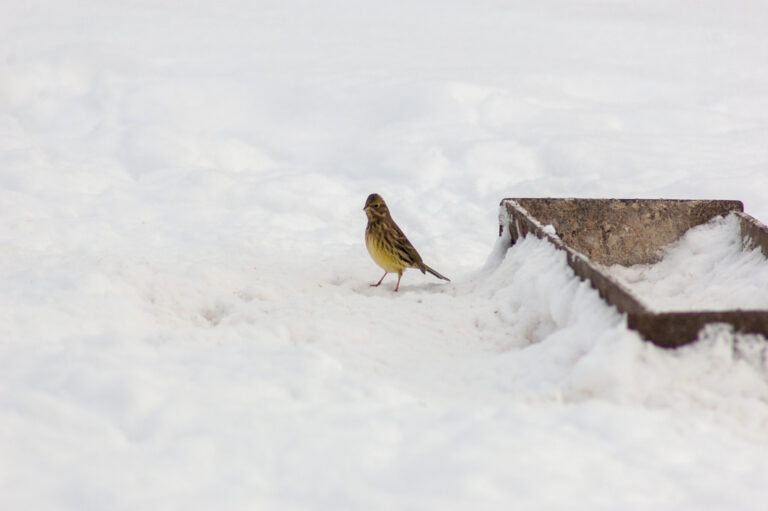 Yellowhammer Spirit Animal Meaning: Symbolism, Totem & Signs