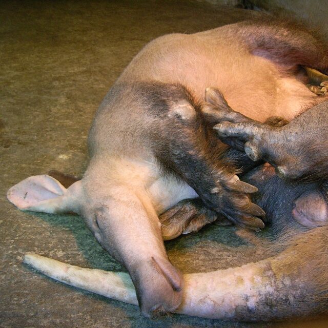 aardvark spiritual meaning