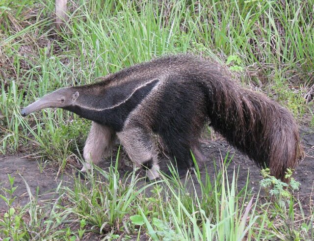 anteater spiritual meaning