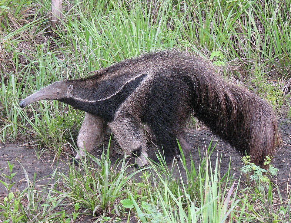 anteater spiritual meaning