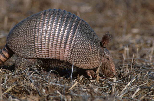 armadillo spiritual meaning