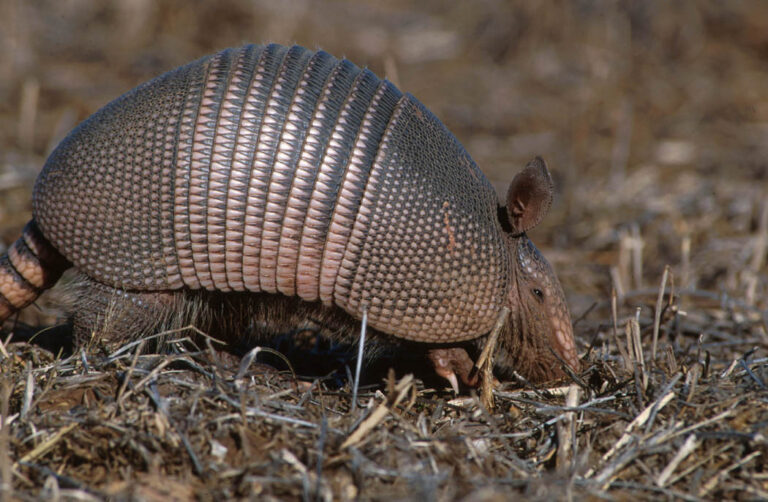 Armadillo Spiritual Meaning: Symbolism, Spirit Animal & Signs