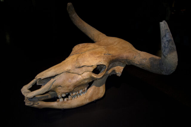 Aurochs skull photographed at the Museum für Naturkunde in Berlin