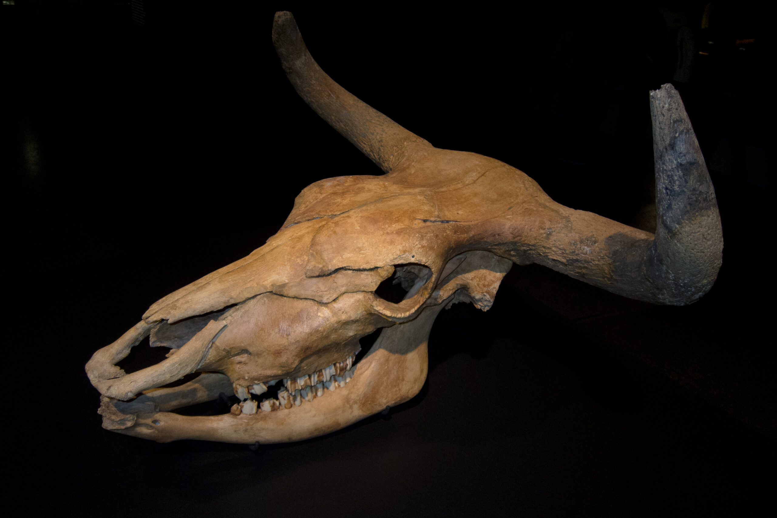 Aurochs skull photographed at the Museum für Naturkunde in Berlin