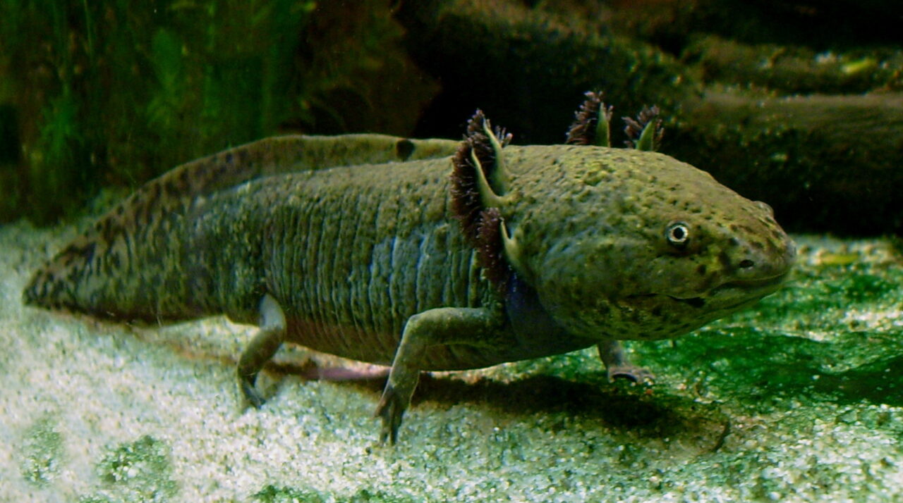 axolotl spiritual meaning