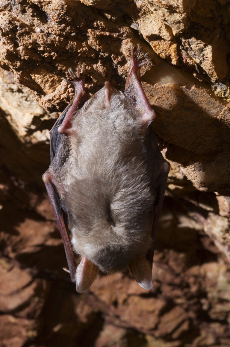 Bat Spiritual Meaning: Symbolism, Spirit Animal & Signs