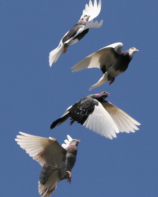 Photograph of birds in flight showing different wing positions, used to illustrate a study of infrared video flicker