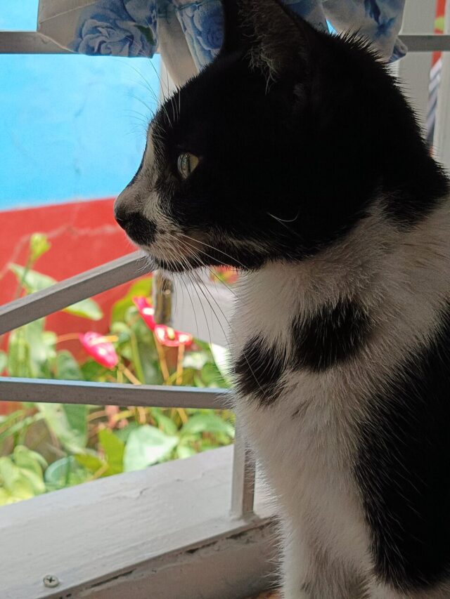 Black and white tuxedo cat illustrating black and white cat spiritual meaning