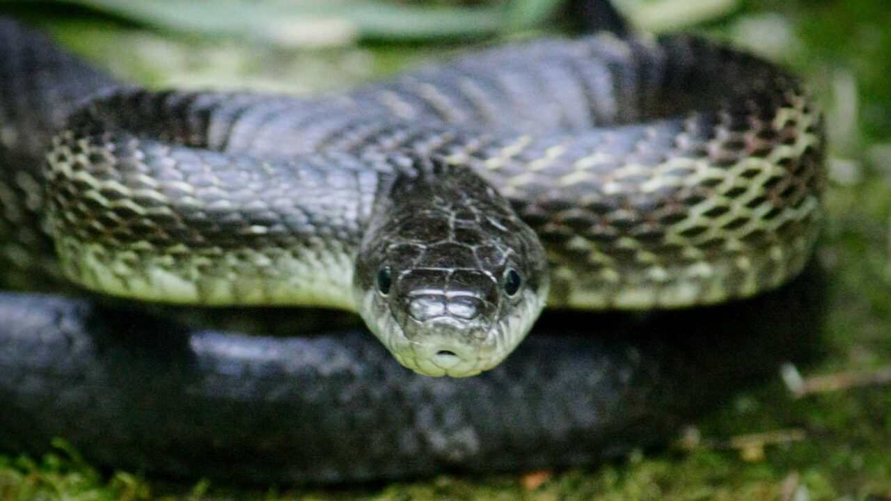 black snake spiritual meaning