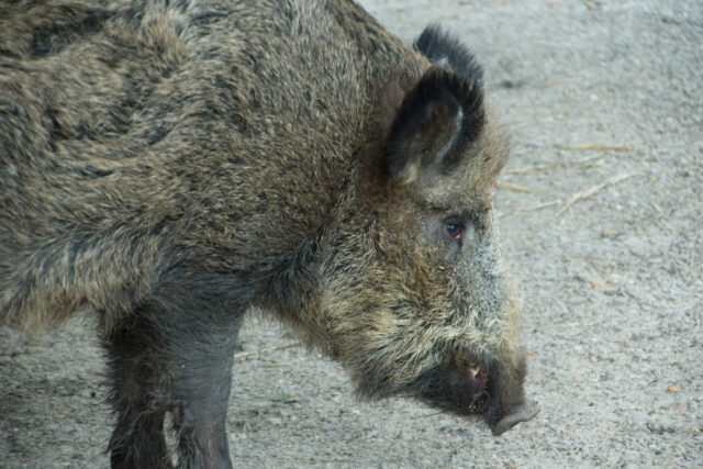 boar spiritual meaning