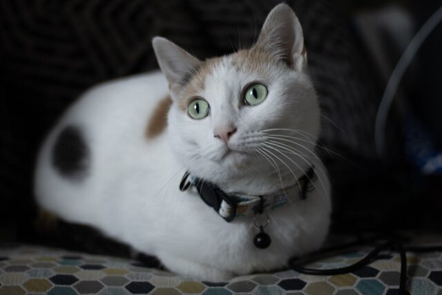 Calico cat illustrating calico cat spiritual symbolism