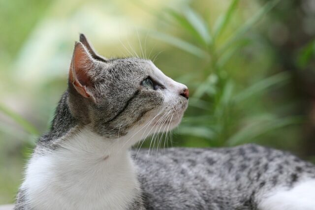 Cat spiritual meaning - domestic cat