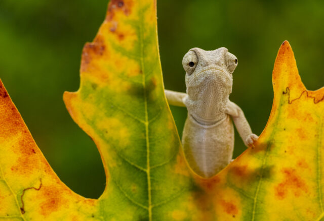 chameleon spiritual meaning