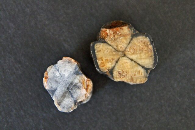Natural chiastolite andalusite mineral specimen with characteristic dark cross pattern
