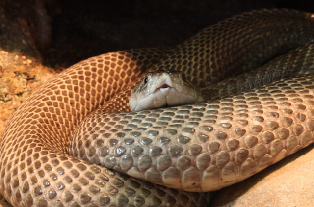 cobra spiritual meaning