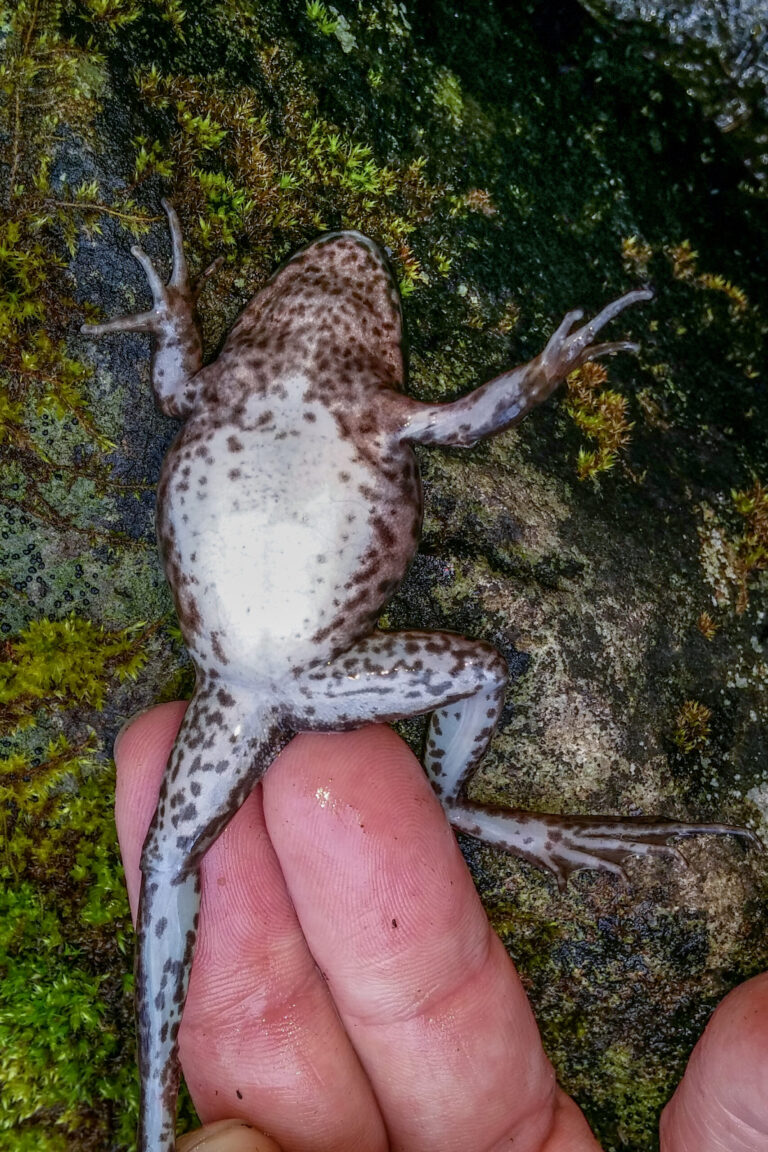 Dead Frog Spiritual Meaning: Symbolism, Endings & Signs