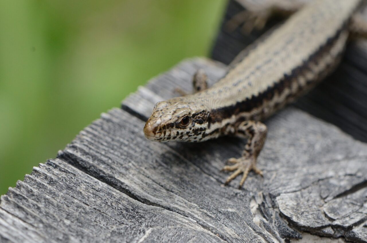 dead lizard spiritual meaning