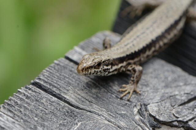 dead lizard spiritual meaning