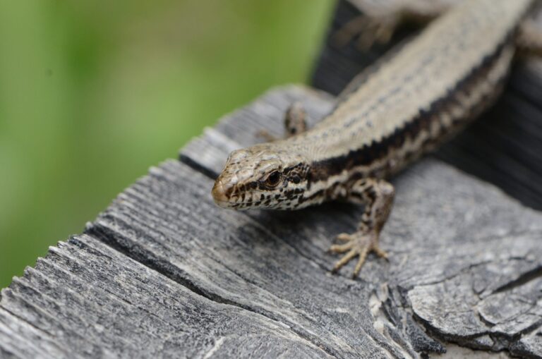 Dead Lizard Spiritual Meaning: Symbolism, Endings & Signs