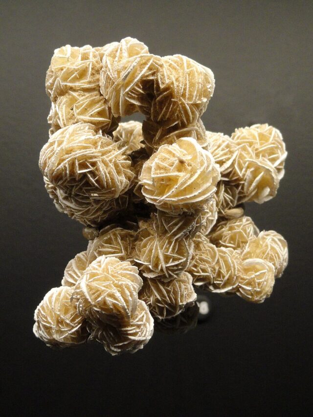 Natural gypsum desert rose selenite rosettes from Chihuahua Mexico photographed in a museum