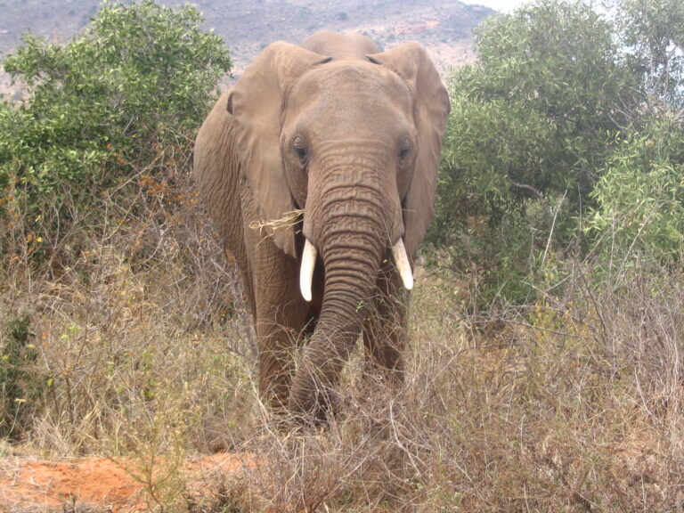 Elephant Spiritual Meaning: Symbolism, Spirit Animal & Signs