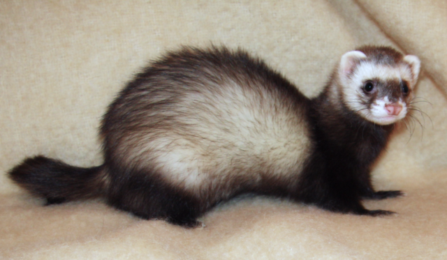 ferret spiritual meaning