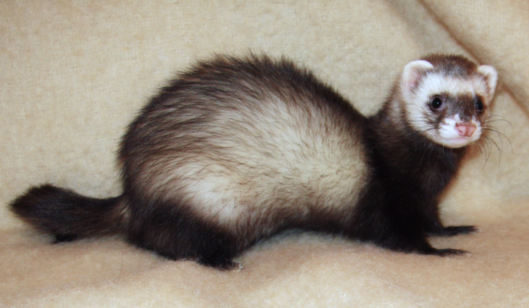 Ferret Spiritual Meaning: Symbolism, Spirit Animal & Signs