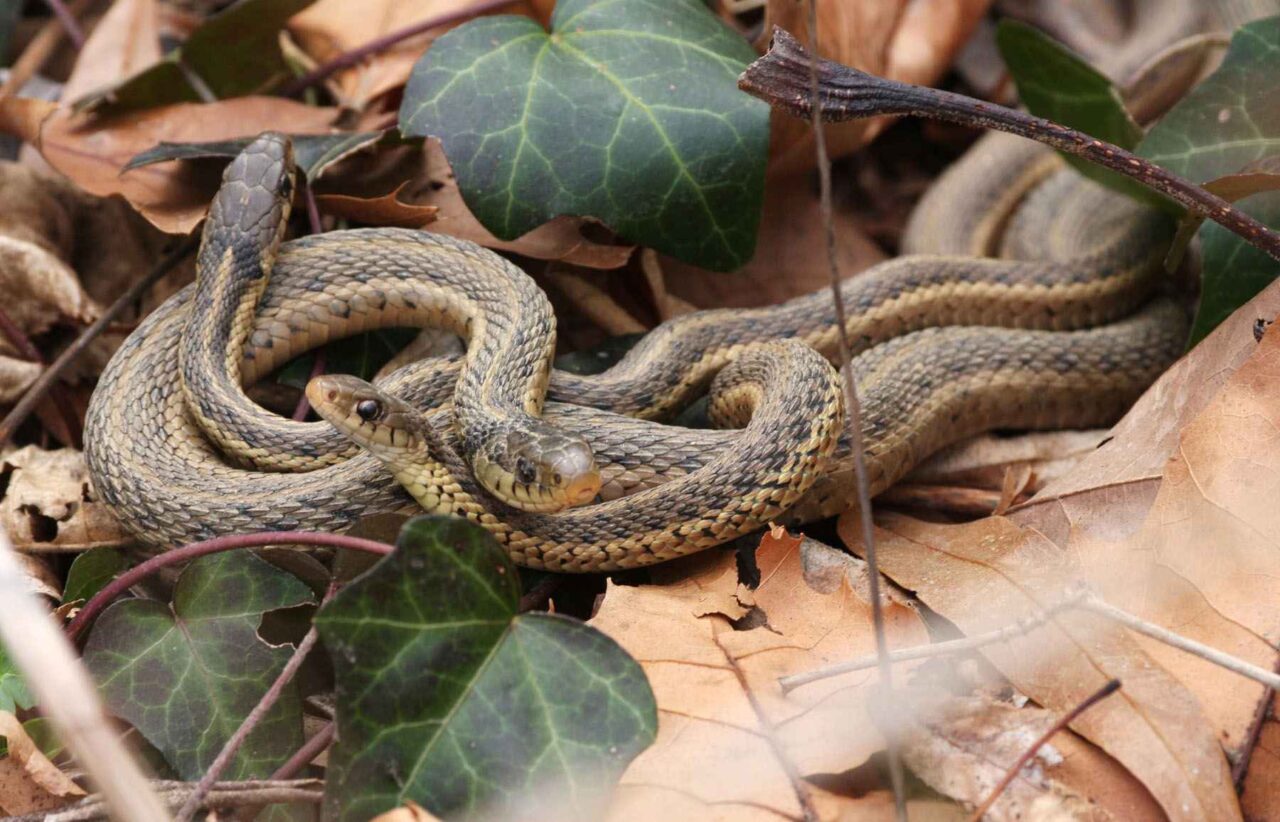 garter snake spiritual meaning