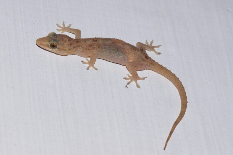 Gecko Spiritual Meaning: Symbolism, Spirit Animal & Signs
