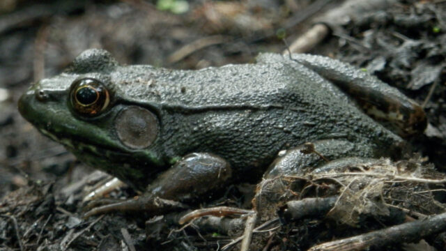 green frog spiritual meaning