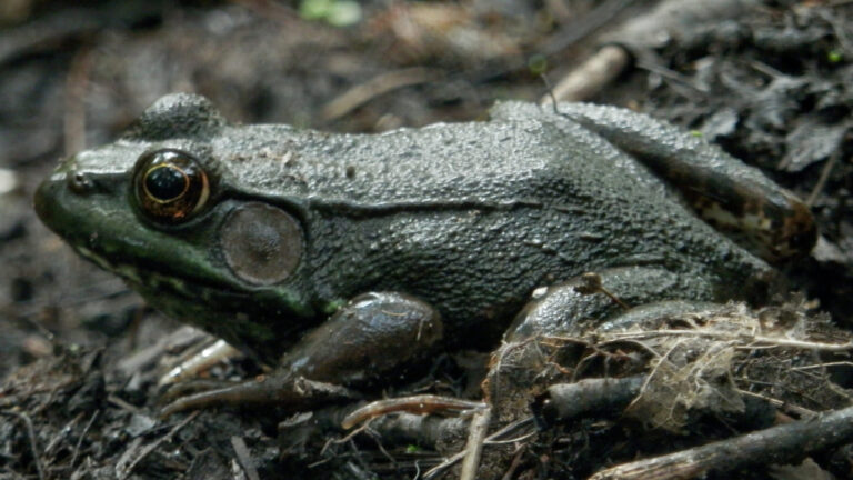 Green Frog Spiritual Meaning: Renewal, Symbolism & Signs