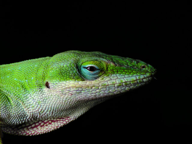green lizard spiritual meaning