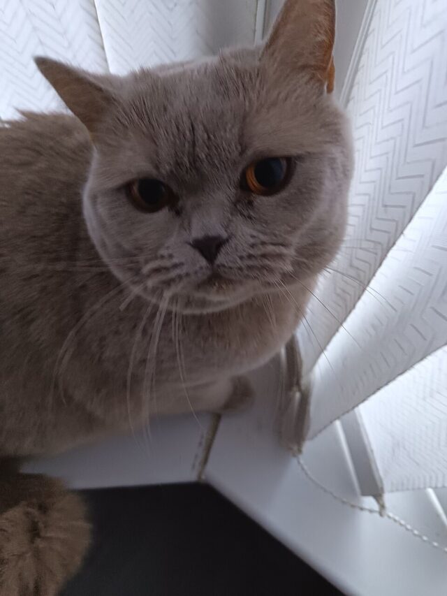 Grey Cat illustrating grey cat spiritual meaning and symbolism