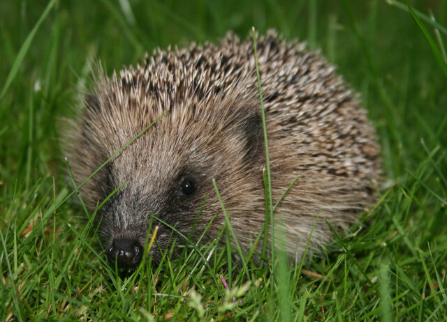 hedgehog spiritual meaning