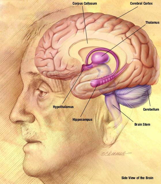 Anatomical illustration of the human brain by the National Institute on Aging, illustrating the setting for consciousness research
