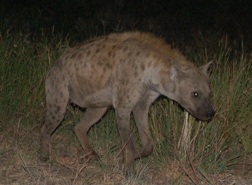 hyena spiritual meaning