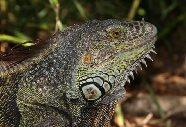 iguana spiritual meaning