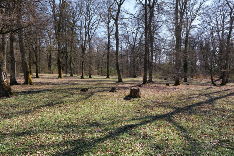 A Roman Temple to Mars Emerges Beneath Germany’s Taunus Forest