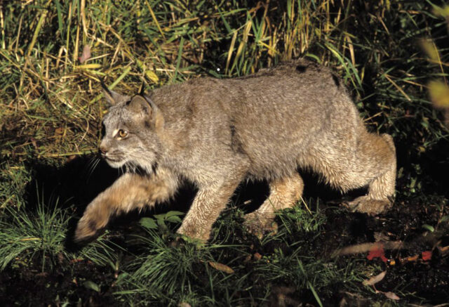 Lynx spiritual meaning - Canada lynx