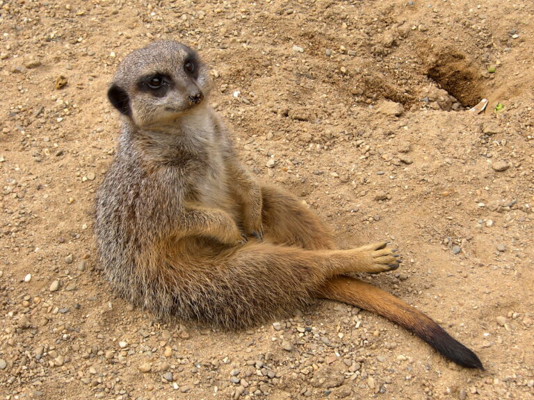 Meerkat Spiritual Meaning: Symbolism, Spirit Animal & Signs