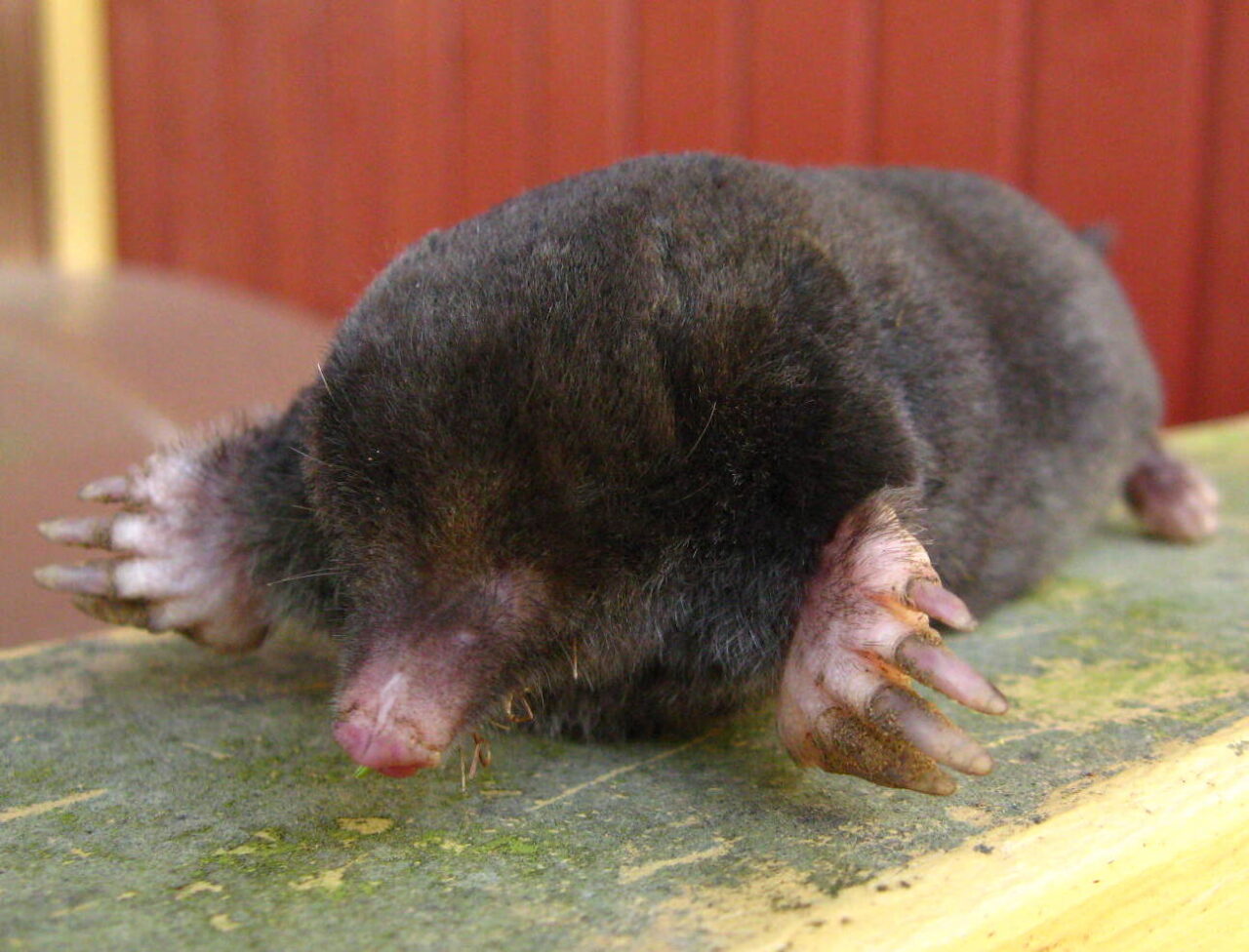 mole spiritual meaning