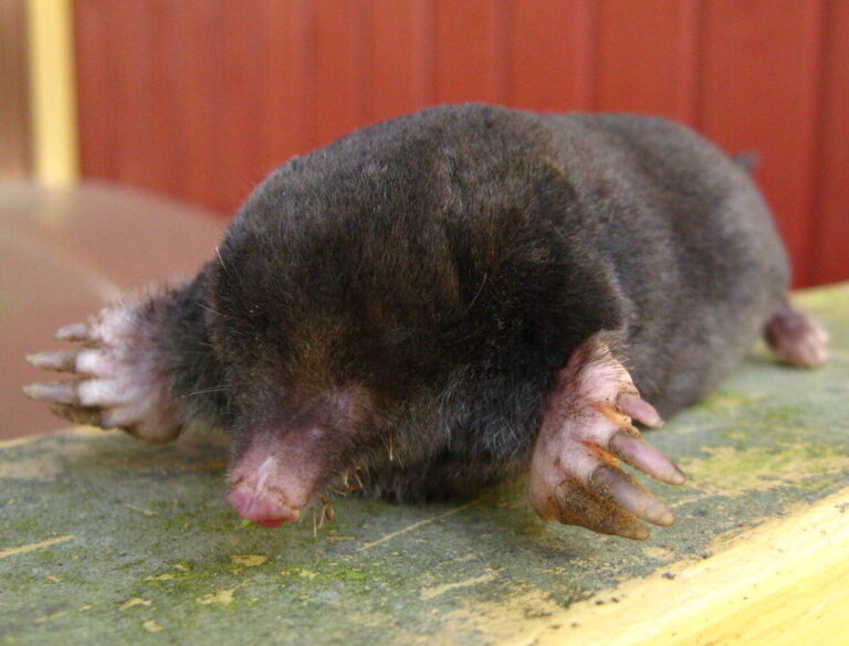 Mole Spiritual Meaning: Symbolism, Spirit Animal & Signs